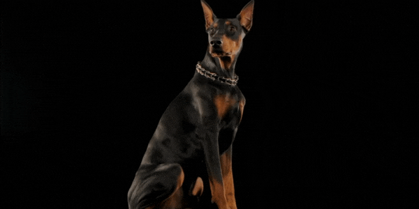 Doberman pinscher isolated in the studio on a black background.