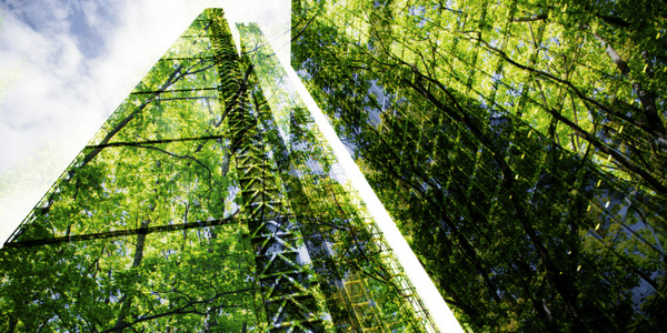 Lush green forest and modern skyscrapers windows